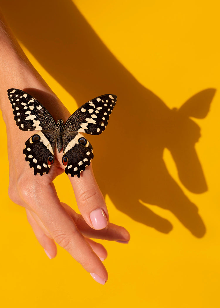 Animal Print Collection